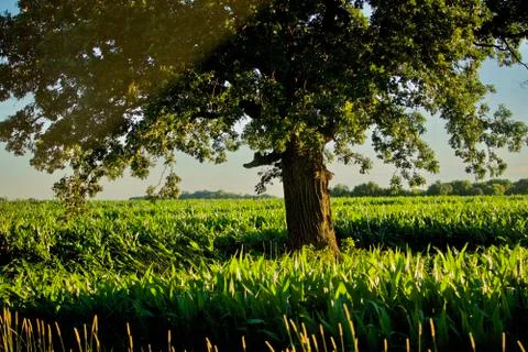 New corn under the oak tree Stock Photos