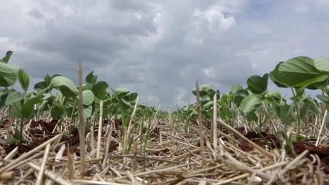 New crop close up of young soybean plants of no-till farming growing in farm. Stock Footage 147339138