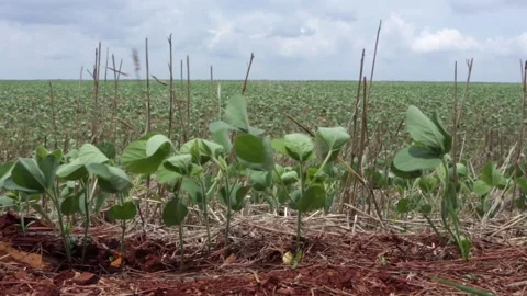 New crop close up of young soybean plants of no-till farming growing in farm. Stock Footage 147339151