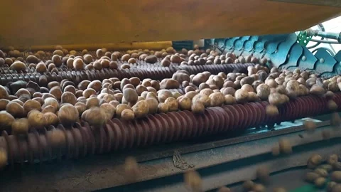 A new crop of potatoes Stock Footage 318354433