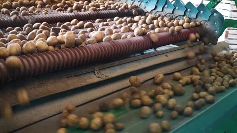 A new crop of potatoes Stock Footage 318354434