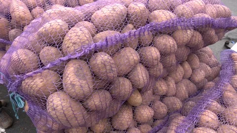 New crop potatoes packed in mesh bags. Video stock 223819983