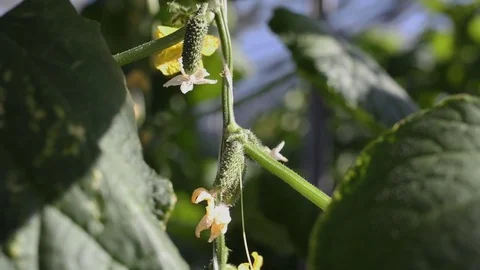 New cucumbers Video stock 74474745