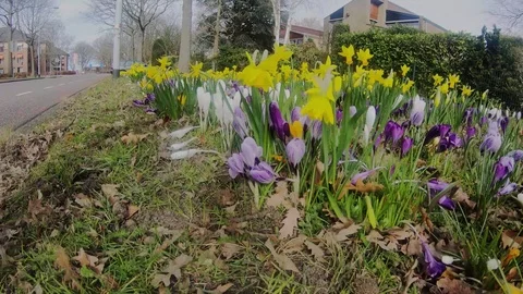 New daffodils in the street Stock Footage 104040736