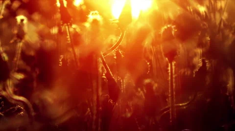 New dandelions Stock Footage 6529958