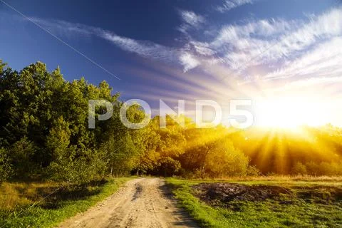New day, sunny summer forest Stock Photos