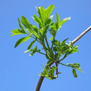 New elder branch in springtime Stock Photos