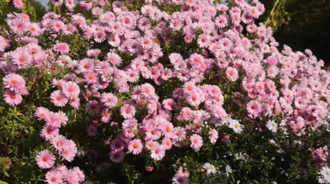 New England aster (Aster novae-angliae 'Rosa Sieger') Stock Footage