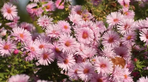 New England aster (Aster novae-angliae 'Rosa Sieger') Stock Footage 12862586