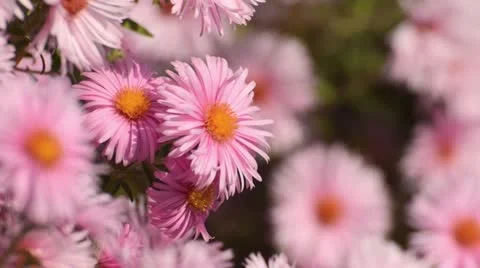 New England aster (Aster novae-angliae 'Rosa Sieger') Stock Footage 12862801