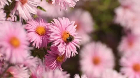 New England aster (Aster novae-angliae 'Rosa Sieger') and bee (Apis) Stock Footage 12863512