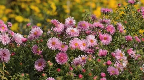 New England aster (Aster novae-angliae 'Rosa Sieger') Stock Footage 17764006
