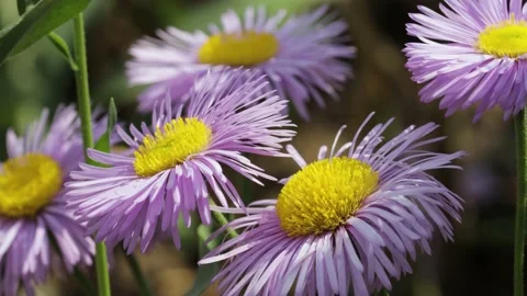New England aster in closeup Stock Footage 141119342