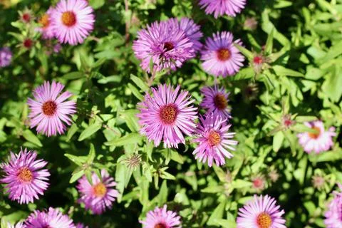 New England Aster Stock Photos
