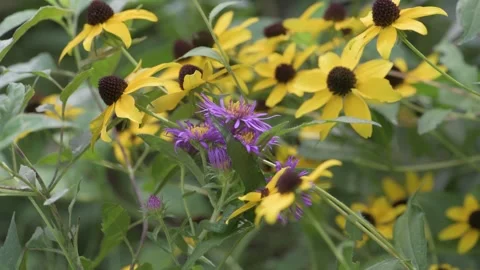 New England Aster sitting among a field of Brown-eyed Susan flowers Stock Footage 343469963