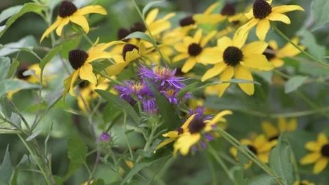 New England Aster sitting among a field of Brown-eyed Susan flowers Stock Footage 343469970