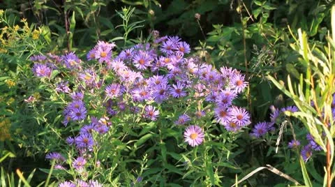 New England Asters in the wild Stock Footage 8850829