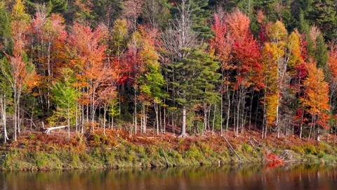 New england autumn treef reflection in the lake Stock Footage 288285990
