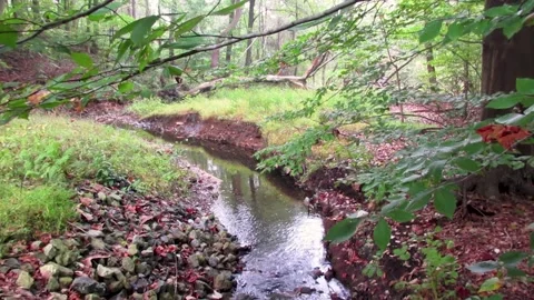 New England babbling brook with autumn leaves changing color Stock Footage 166174449