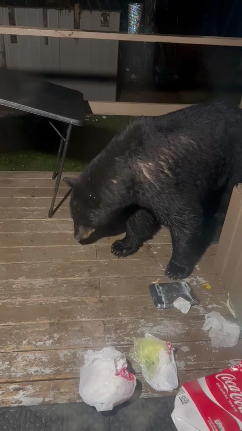New England Black Bear Getting Into Trash, Campton, New Hampshire, USA - 20 Jul  Stock Footage 320626171