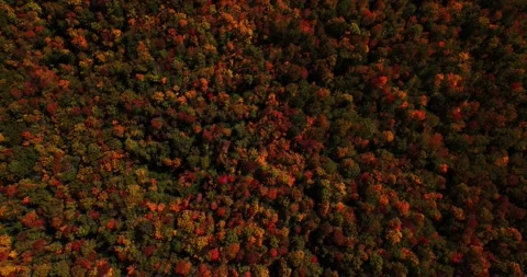 New England Fall Foliage. Fall Leaves. Colorful Leaves. Stock Footage 163908368