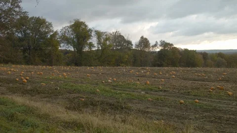 New England Farm with Pumpkin Patch, Autumn Field, crops Vídeos de archivo 97343271