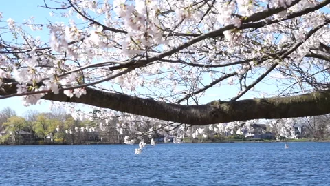 NEW ENGLAND SPRING Stock Footage 194048439