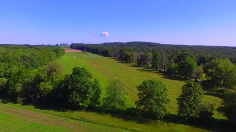 New England Trees Video stock 77630872