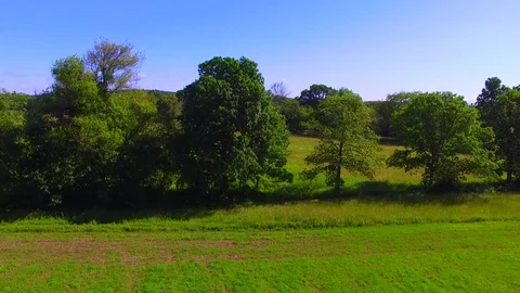 New England Trees Video stock 77630896