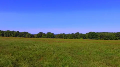 New England Trees Video stock 77630902