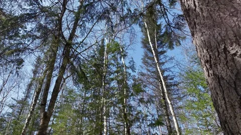 New England Wilderness Stock Footage 191599080