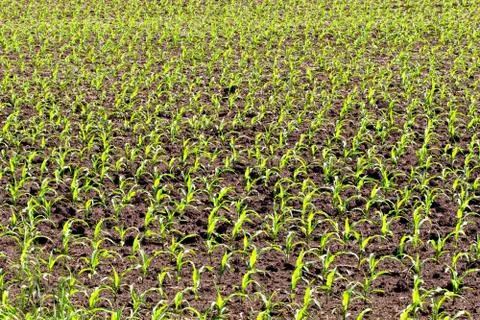 New field corn grows in the spring field. Stock Photos
