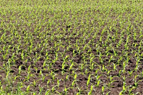 New Field Corn Stock Photos