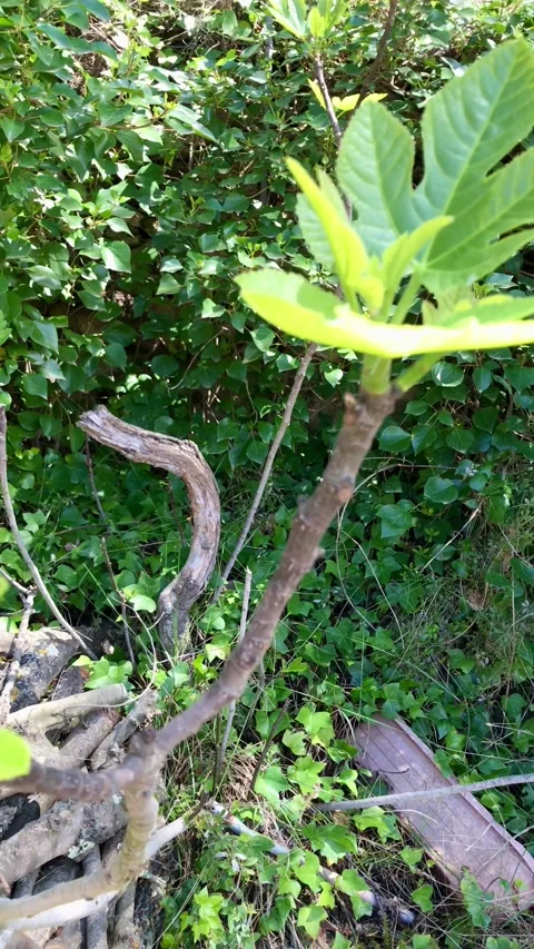 New fig tree leaf buds Stock-Footage 316594691