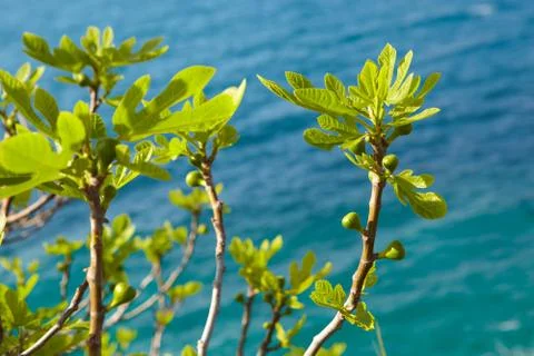 New figs Stock Photos