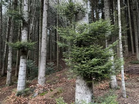 New flocks on a pine tree in the forest. Green sprouts on a large coniferou.. Stock Photos