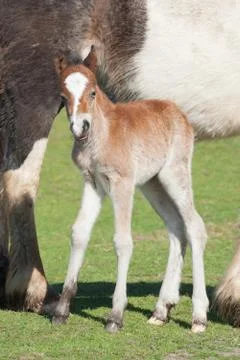 New foal Stock Photos
