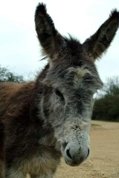 New Forest Donkey Stock Photos