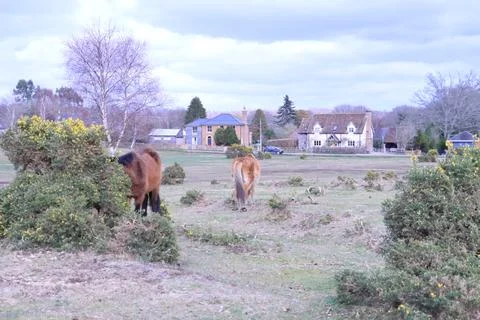 New Forest, landscape Stock-Fotos
