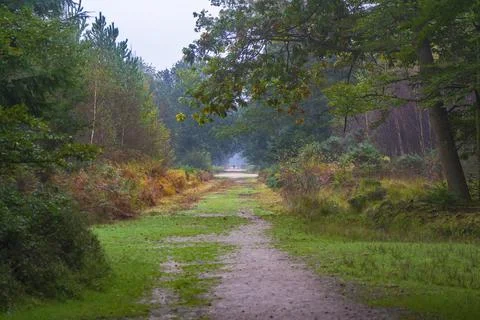 New Forest National Park during autumn, Brockenhurst, Hampshire, England, Uk Stock Photos