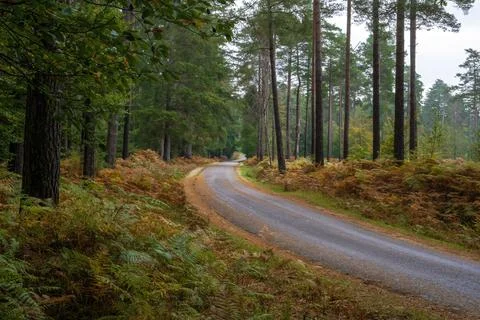 New Forest National Park during autumn, Brockenhurst, Hampshire, England, Uk Stock Photos