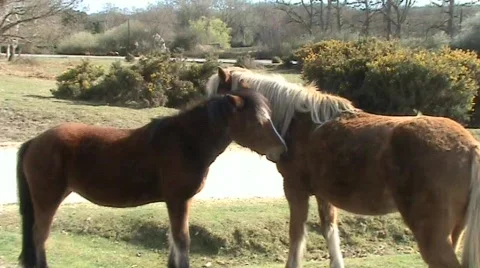New Forest ponies  Video stock 358642