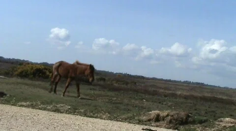New Forest ponies Video stock 360218