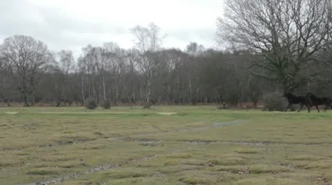 New Forest Ponies Video stock 10587654