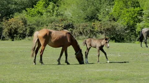 New Forest Ponies Stock Footage 11102062