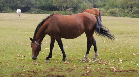 New Forest ponies grazing Stock Footage 40900327