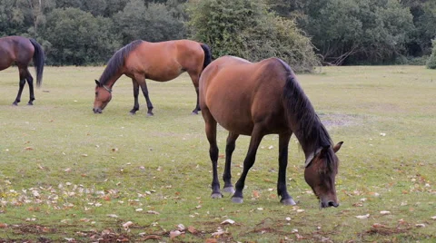 New Forest ponies grazing Stock Footage 40903603