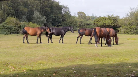 New Forest ponies grazing Stock Footage 40930651