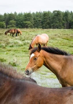 New Forest ponies herd Stock Photos