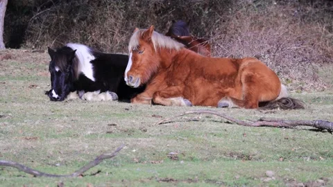 New Forest Ponies lying in the winter sun Video stock 232802067